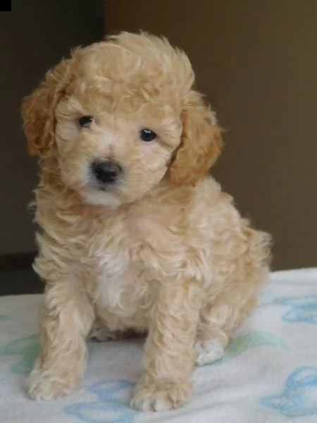 cuccioli di barboncino!!!