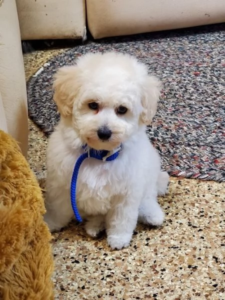 cuccioli di barboncino!.!