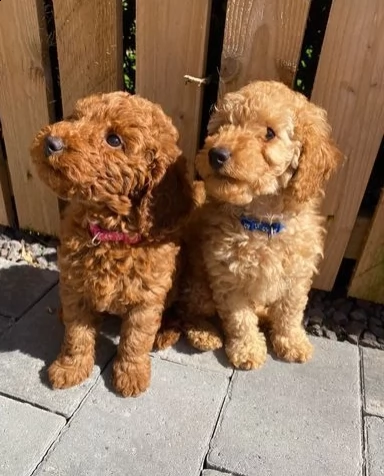 cuccioli di barboncini
