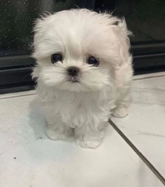 regalo  maltese mini toy)