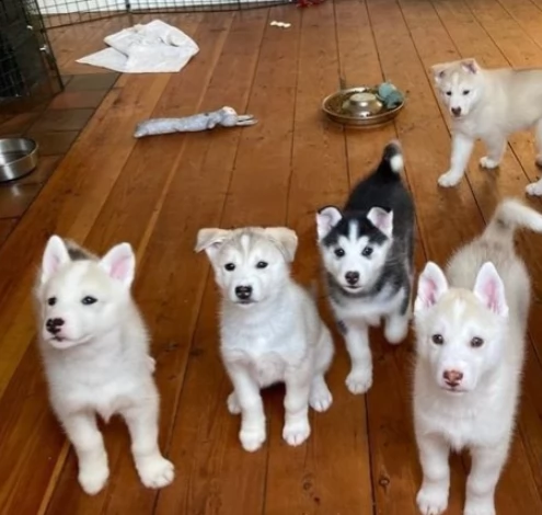meravigliosi cuccioli di siberian husky disponibil...
