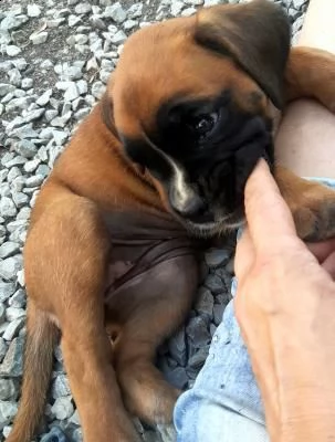 cuccioli boxer 