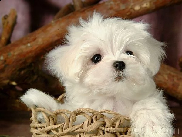 fantastico italiano maltese disponibile per l'adozione un maschio e una femmina ora abbiamo registra