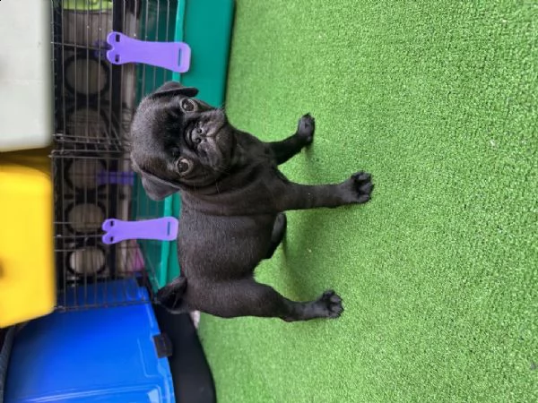 regalo cuccioli di carlino whatsapp ( 0039 353 317 4023 ) | Foto 2