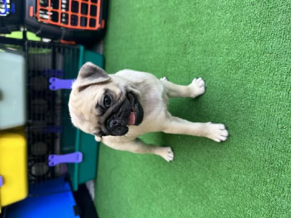 regalo cuccioli di carlino whatsapp ( 0039 353 317 4023 ) | Foto 0