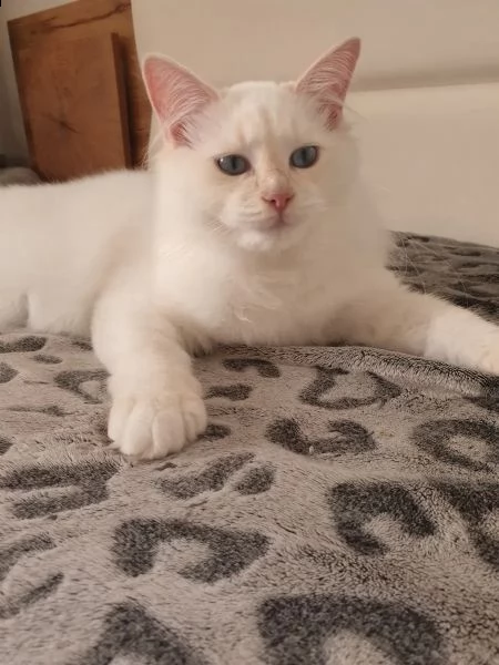 adorabili gattini ragdoll | Foto 5