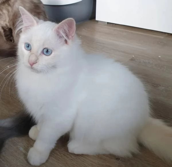 adorabili gattini ragdoll | Foto 3