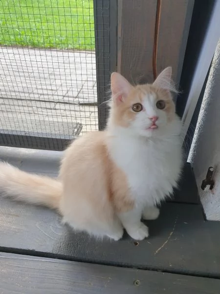 adorabili gattini ragdoll | Foto 2