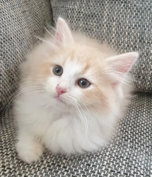 adorabili gattini ragdoll | Foto 0