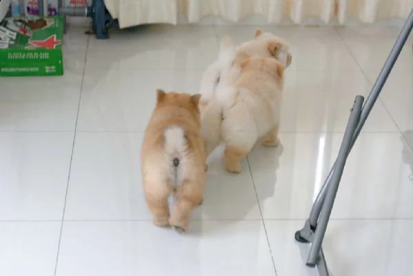 cucciolo di chow chow maschio e femmina di 3 mesi | Foto 0