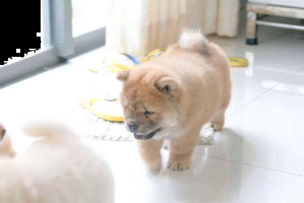 cucciolo di chow chow maschio e femmina di 3 mesi