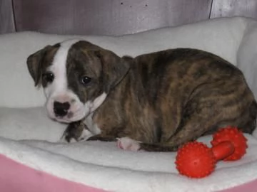 Meravigliosa cucciolata di Pitbull | Foto 0