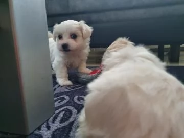 Piccola nuvola maltese