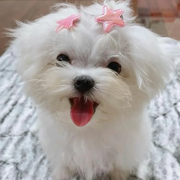 cuccioli maltesi intelligenti **adozione gratuita** siamo 6 cuccioli maltesi di razza pura. 2 maschi