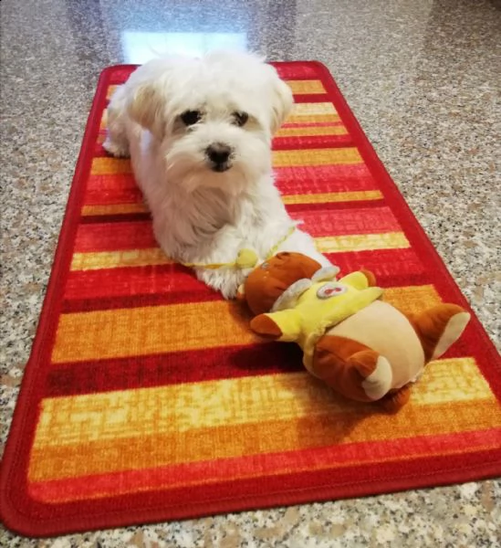 disponibili magnifici cuccioli di maltese maschi e femmine bellissimi cuccioli di maltese. cresciuto