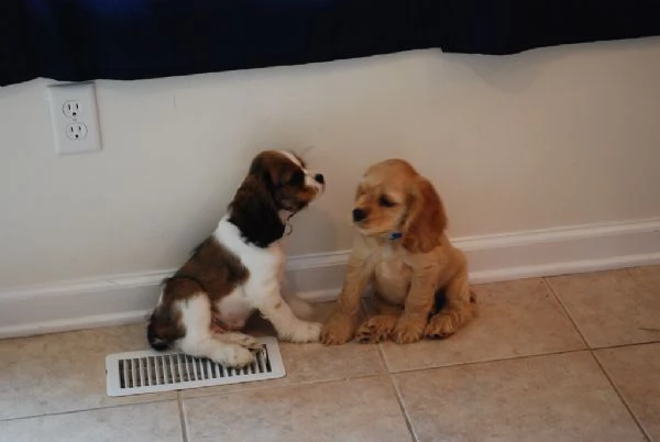 cuccioli di cocker spaniel | Foto 0