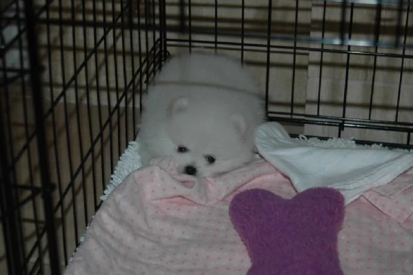 Cucciola Spitz nano(pomerania) | Foto 0