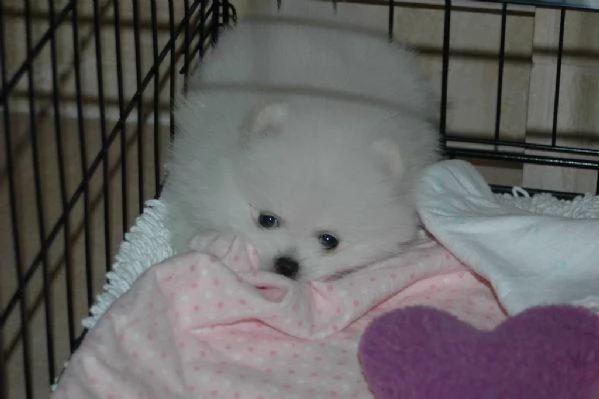 Cucciola Spitz nano(pomerania)