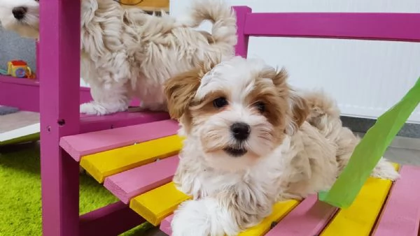 Cuccioli di Havanese | Foto 0