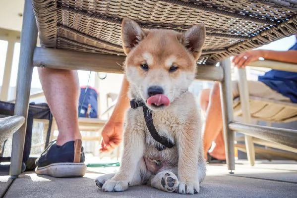 Cuccioli di Shiba inu
