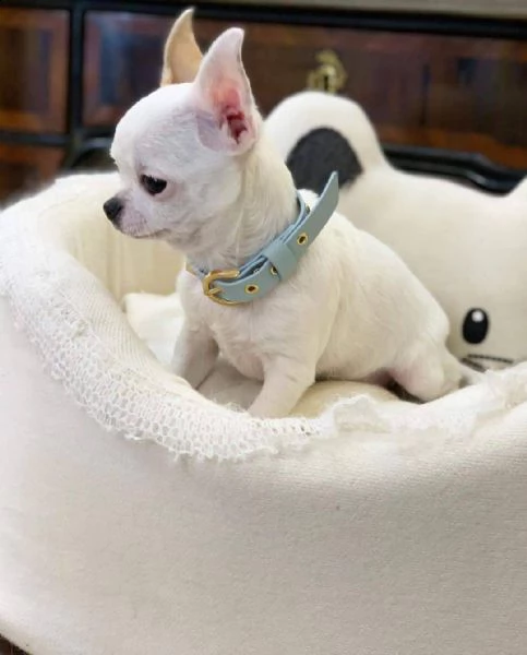 due cuccioli di chihuahua di prima classe disponibili per l'adozione maschio e femmina questi splend