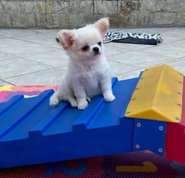 regalo cuccioli di chihuahua mini toy cuccioli di chihuahua mini toy , ancora disponibili un maschio