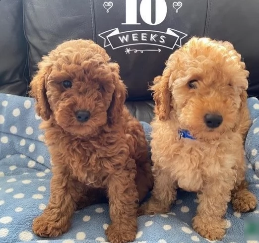 cuccioli di barboncino