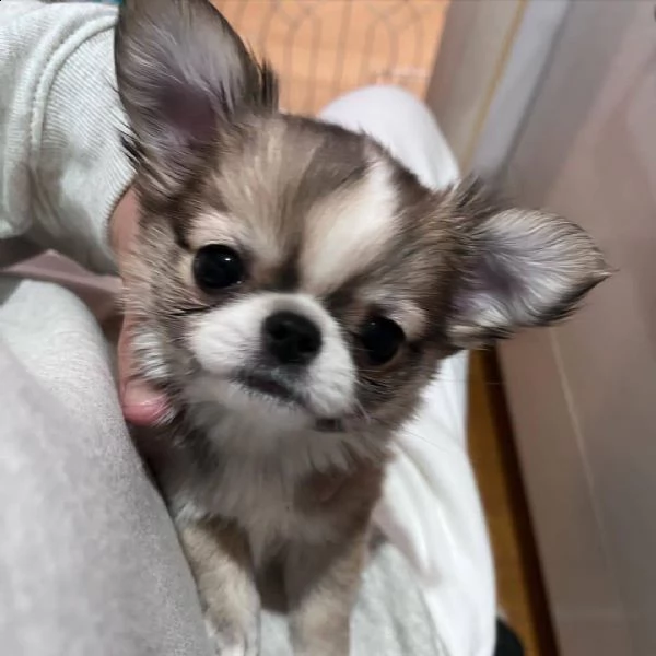bellissimi cuccioli di chihuahua a pelo corto cercano una nuova famiglia adorabile e premurosa abbia | Foto 0