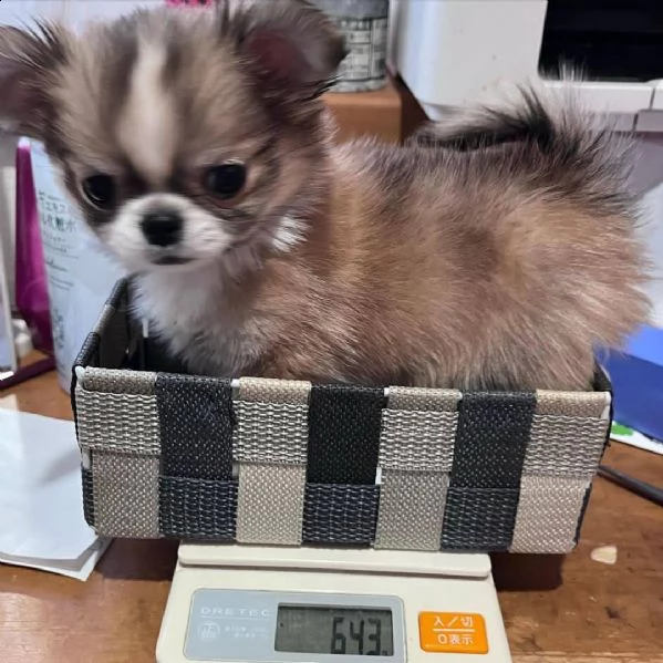 bellissimi cuccioli di chihuahua a pelo corto cercano una nuova famiglia adorabile e premurosa abbia