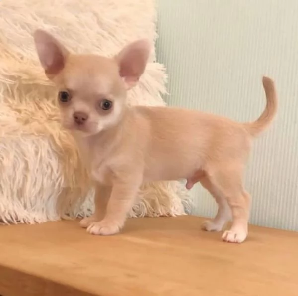 bellissimi cuccioli di chihuahua a pelo lungo e pelo corto  siamo un piccolo allevatore amatoriale r | Foto 0
