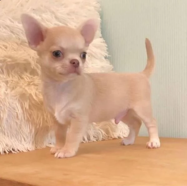 bellissimi cuccioli di chihuahua a pelo lungo e pelo corto  siamo un piccolo allevatore amatoriale r