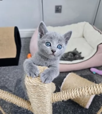 gattini blu di russia cercano una casa