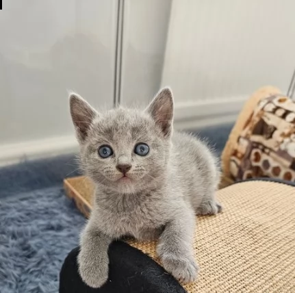 gattito di blu di russia