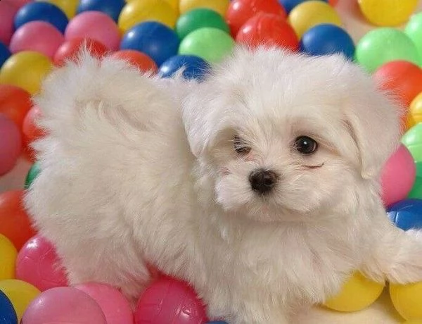 bellissimi cuccioli maltesi akc teacup disponibili per l'adozione per la tua famiglia abbiamo due be
