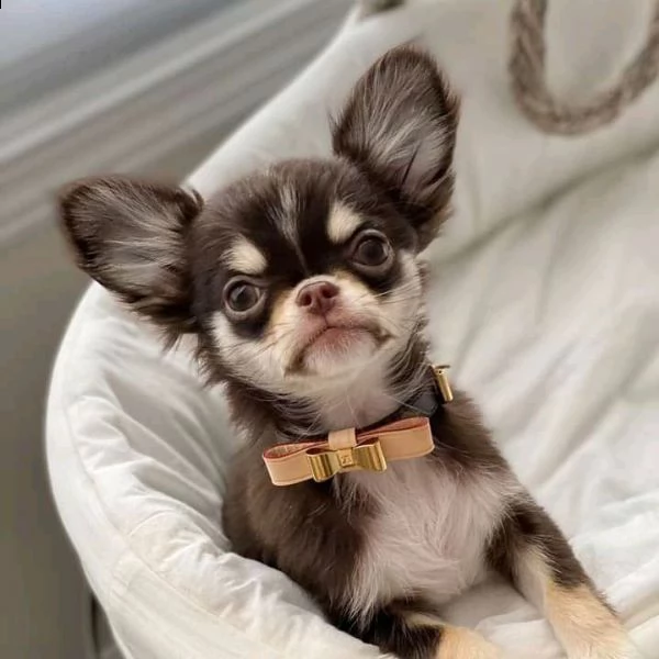 adorabili cuccioli di chihuahua eccezionali in cerca di una nuova casa adorabili cuccioli di chihuah | Foto 0