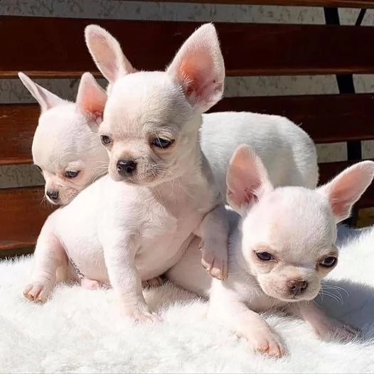 cuccioli di chihuahua carini e adorabili per l'adozione urgente questi chihuahua hanno tutti i colpi