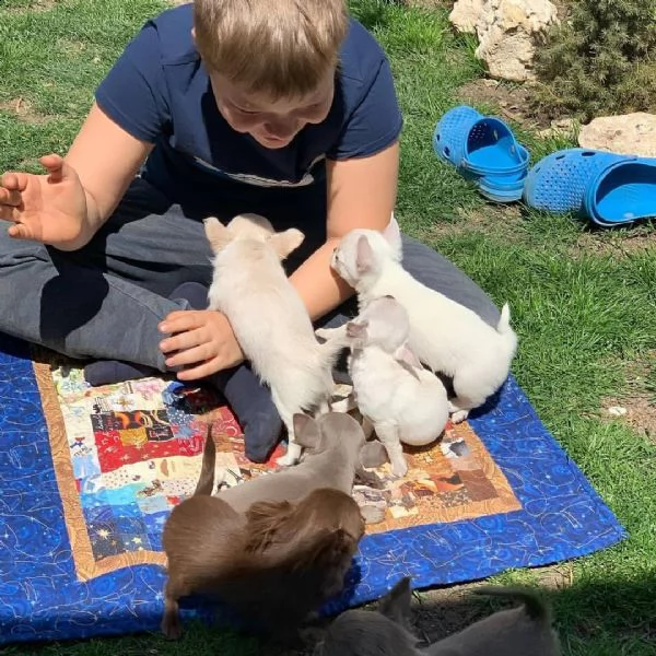 il 16 maggio 2023 la nostra sunny ha avuto una bellissima cucciolata con 7 cuccioli, 2 femmine e 5 m