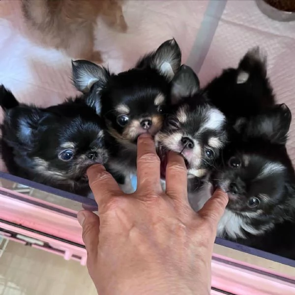 bellissimi cuccioli di chihuahua a pelo corto cercano una nuova famiglia adorabile e premurosa abbia