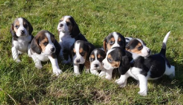 cuccioli di beagle