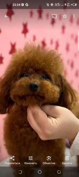 ipoallergenico. tom forte, senza difetti, senza difetti, vaccinazioni per età, passaporto veterinari