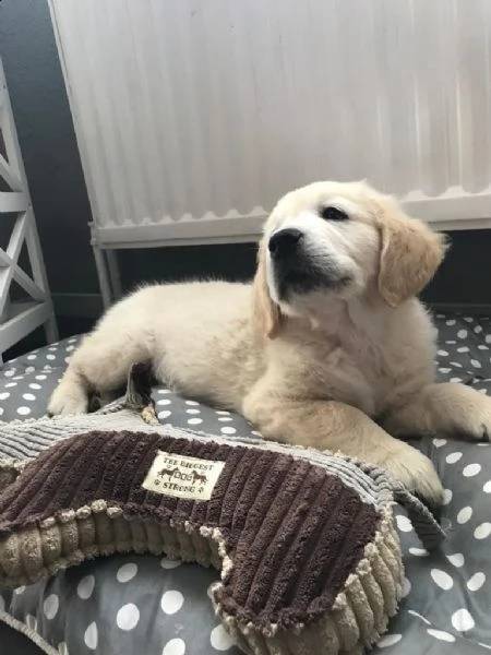 cuccioli di golden retriever