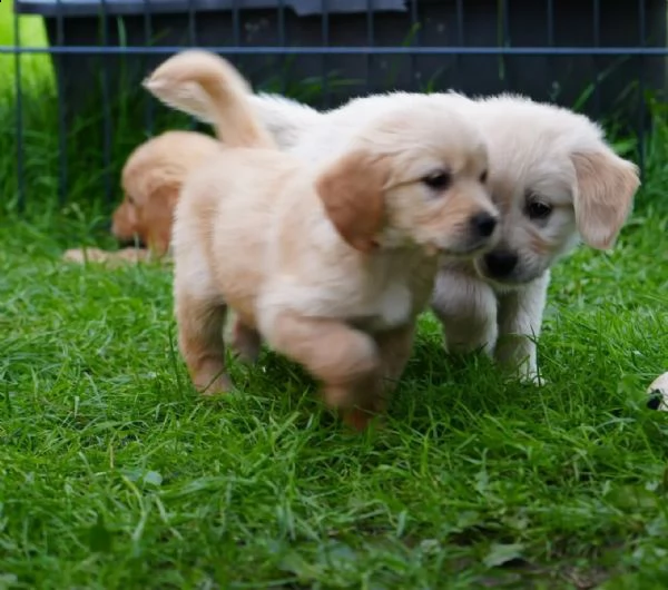 3 cuccioli di golden retriever con pedigree-