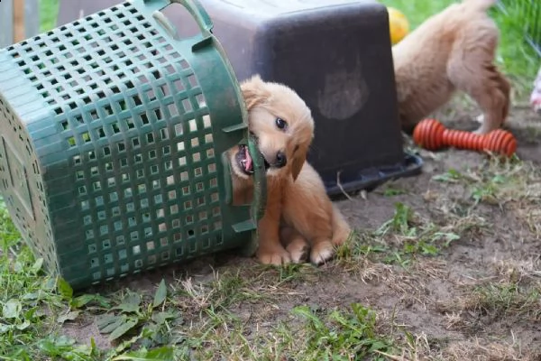 3 cuccioli di golden retriever con pedigree- | Foto 2