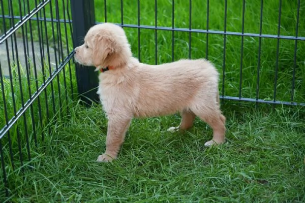 3 cuccioli di golden retriever con pedigree- | Foto 1