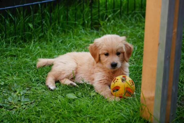 3 cuccioli di golden retriever con pedigree- | Foto 0