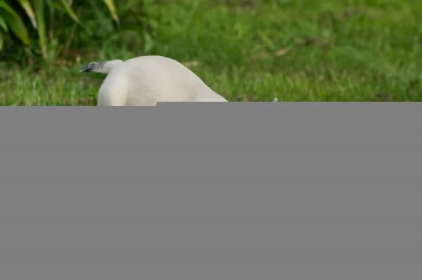 cuccioli bouledogue francesi