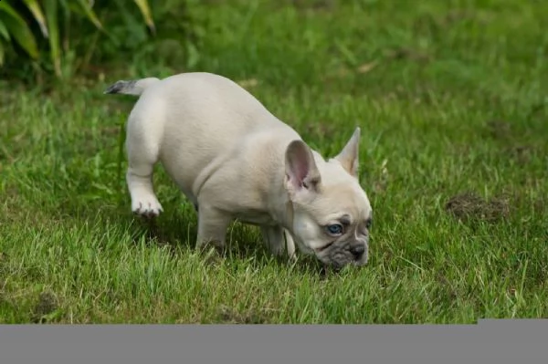 cuccioli bouledogue francesi | Foto 4