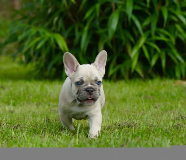 cuccioli bouledogue francesi | Foto 0