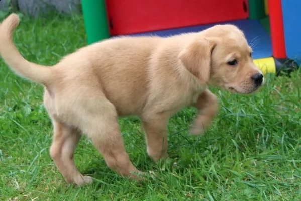 labrador cuccioli italiani color crema disponibili  | Foto 2