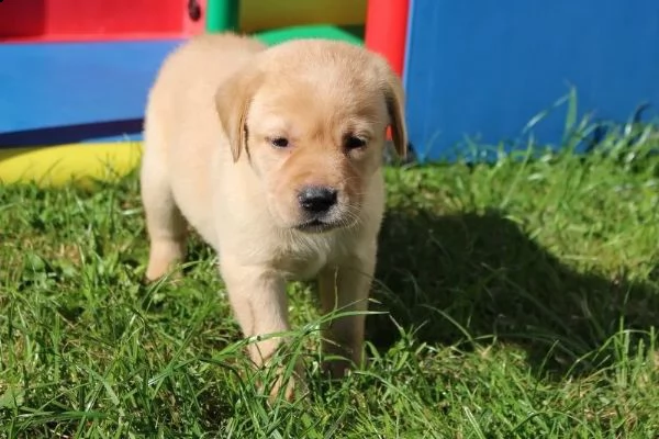 labrador cuccioli italiani color crema disponibili  | Foto 1